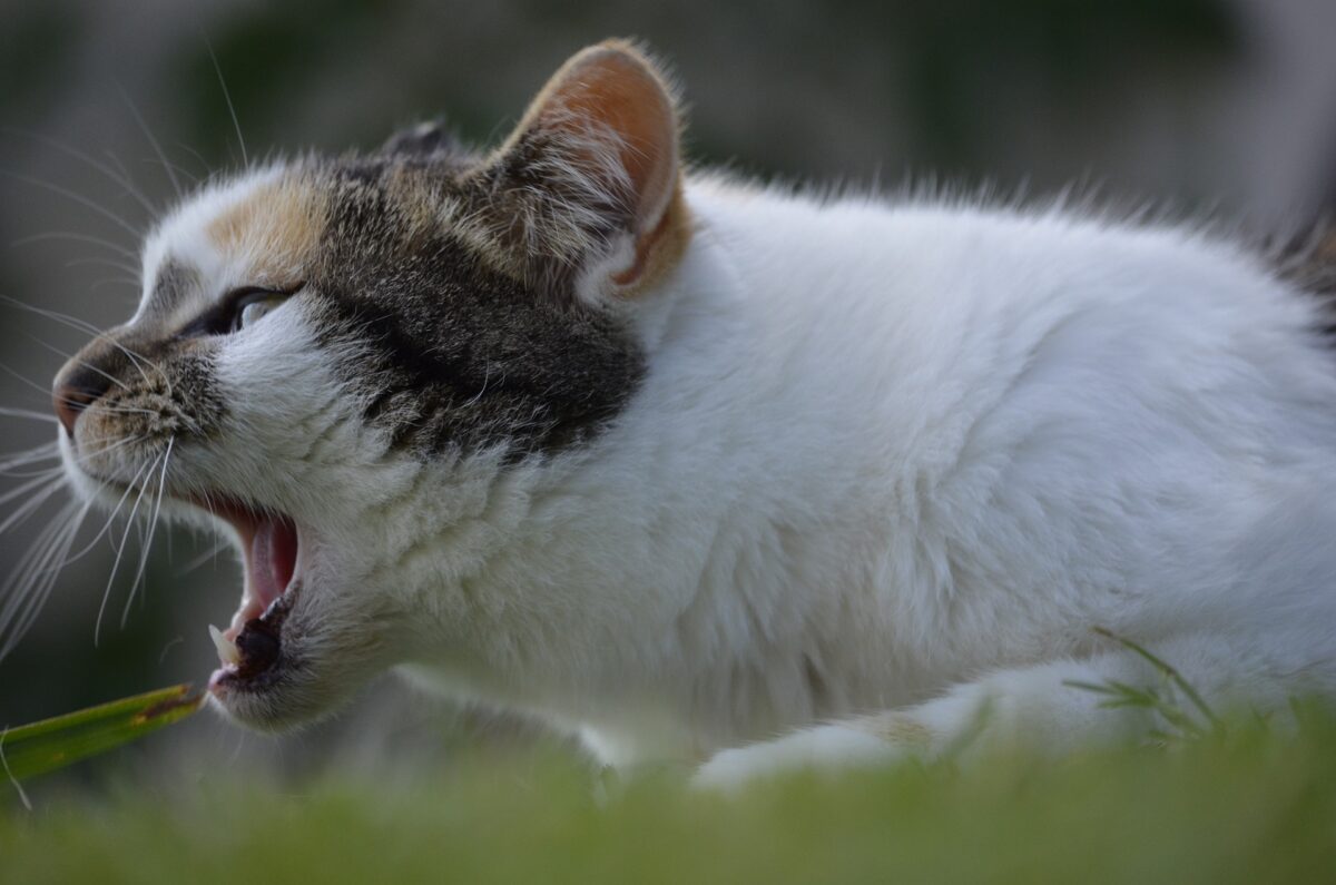 Why Do Cats Scream When Mating? Unraveling the Feline Mating Ritual ...